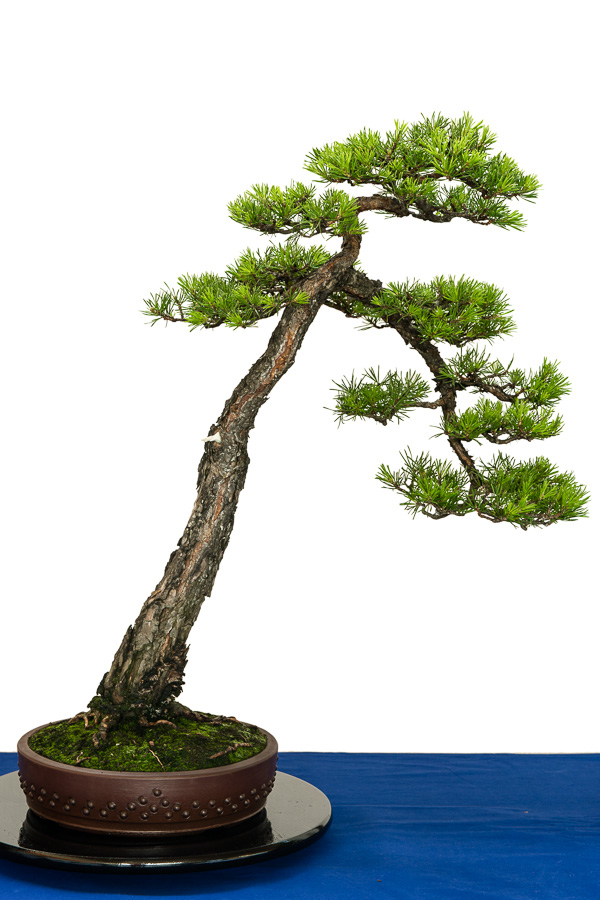 Bonsai-Ausstellung in Aichtal-Grtzingen - www.bonsai-fachforum.de