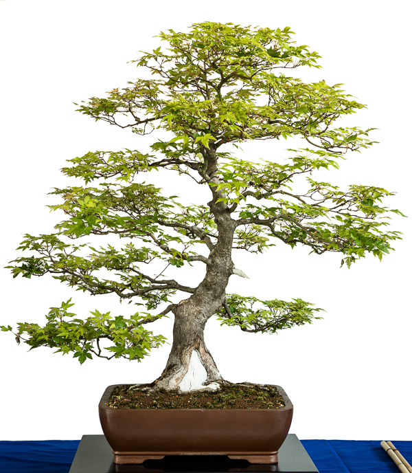 Bonsai-Ausstellung in Aichtal-Grtzingen - www.bonsai-fachforum.de