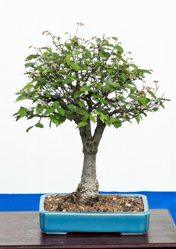 Bonsai-Ausstellung in Aichtal-Grtzingen - www.bonsai-fachforum.de