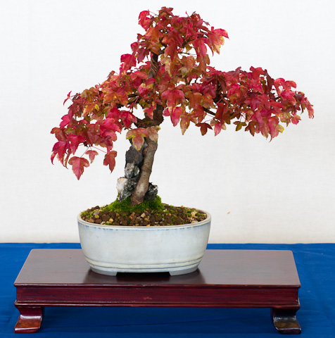 Dreispitzahorn als Shohin Dreispitzahorn als Shohin
