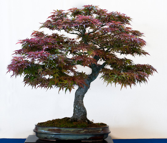 Die Zehn Besten Outdoor Bonsai Fur Einsteiger
