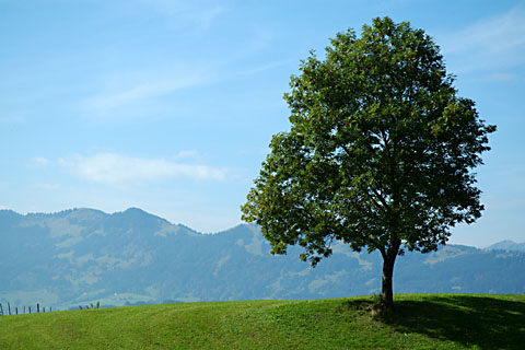 Solitärbaum
