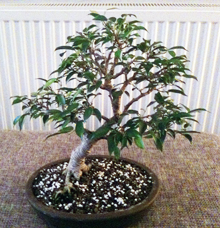 Ficus Benjamina Birkenfeige Von Andre