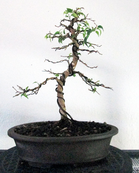 Gestaltung Eines Ficus Benjamina Pandora Teil 2
