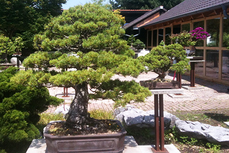 Bonsai Centrum Heidelberg besuch im bonsai centrum heidelberg Bonsai Centrum Heidelberg besuch im bonsai centrum heidelberg