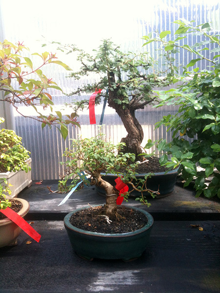 Besuch Im Bonsai Centrum Heidelberg