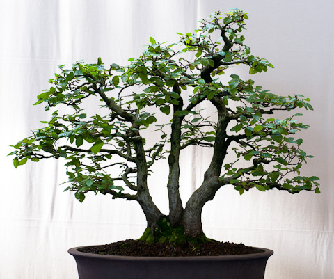 Hainbuche Hainbuche