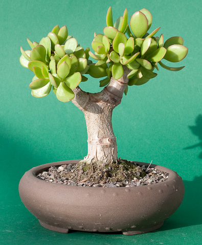 Crassula ovata Oktober 2009