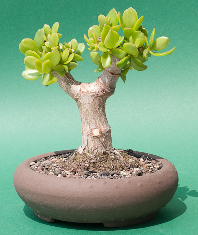 Crassula ovata Shohin nach 6 Jahren - www.bonsai-fachforum.de
