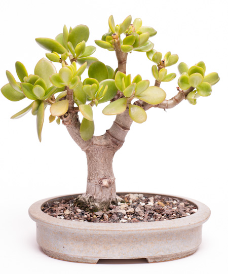 Crassula ovata Shohin nach 6 Jahren - www.bonsai-fachforum.de