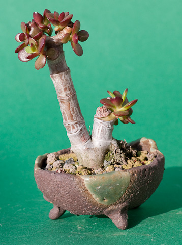 Crassula ovata minor Oktober 2009