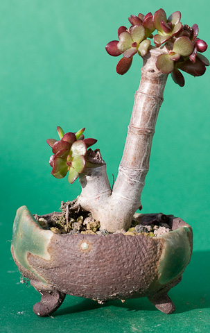 Crassula ovata minor - andere Seite