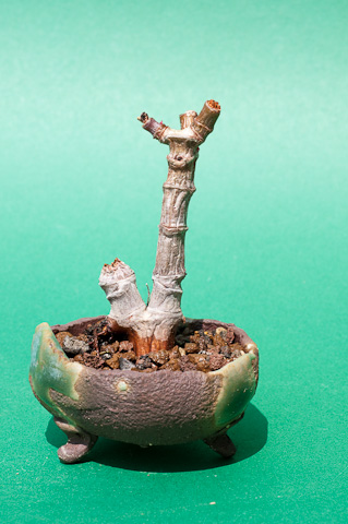 Crassula ovata var. minor 2009
