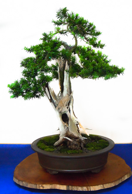 Die zehn besten OutdoorBonsai für Einsteiger!
