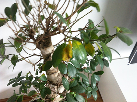 Warum verliert dieser Ficus microcarpa seine Blätter? Warum verliert dieser Ficus microcarpa seine Blätter?