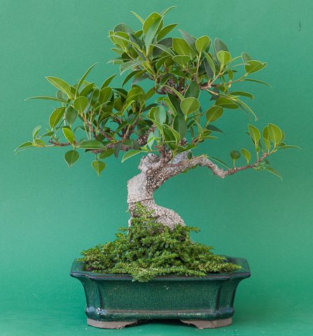 Ficus retusa 2009 Ficus retusa 2009