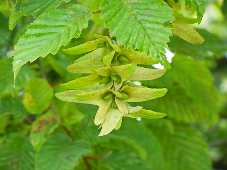 Die Hainbuche Carpinus betulus als Baum in der Natur