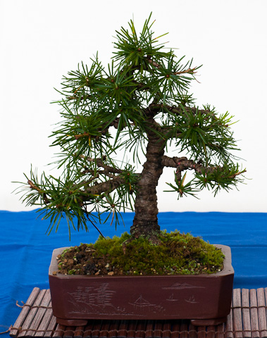 Larix decidua als Shohin