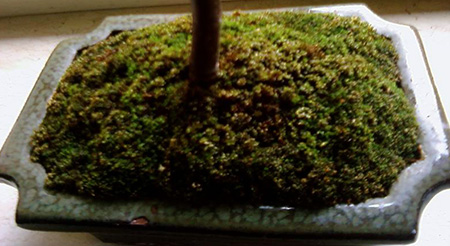 Serissa Stamm Entmoosen Www Bonsai Fachforum De