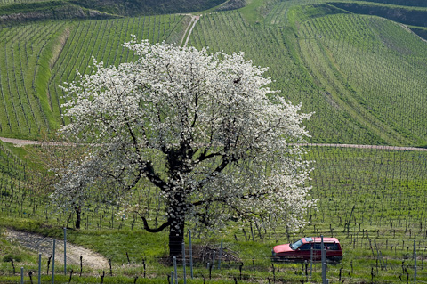 Obstbaum im Kaiserstuhl Obstbaum im Kaiserstuhl