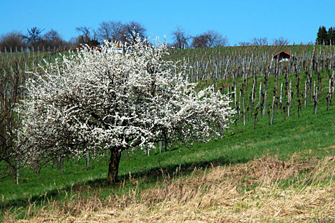 Bäume vor der Haustür