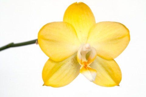 Orchidee Orchidee