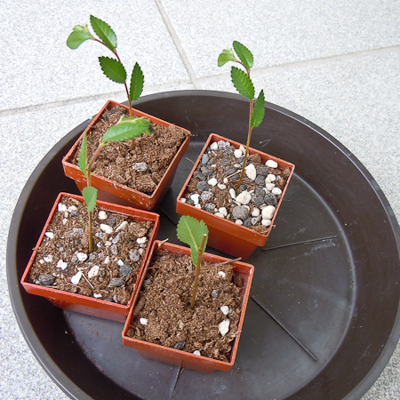 4 Ulmenstecklinge 4 Ulmenstecklinge