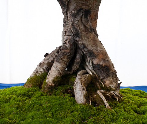 Nebari Ulmus parvifolia