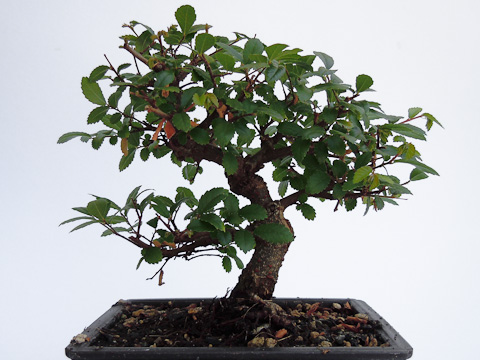 Die Ulme als Bonsai Die Ulme als Bonsai