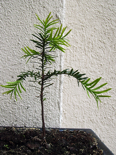 unbekannter Nadelbaum #1 unbekannter Nadelbaum #1