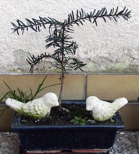 unbekannter Nadelbaum #2 unbekannter Nadelbaum #2