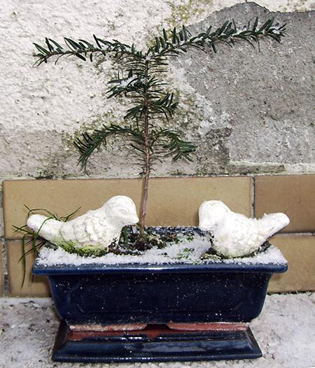 unbekannter Nadelbaum #3 unbekannter Nadelbaum #3