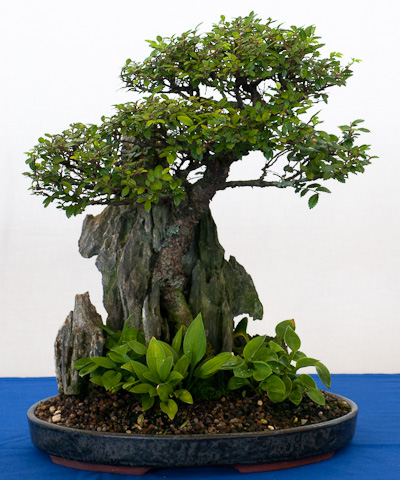 Die Ulme als Bonsai Die Ulme als Bonsai