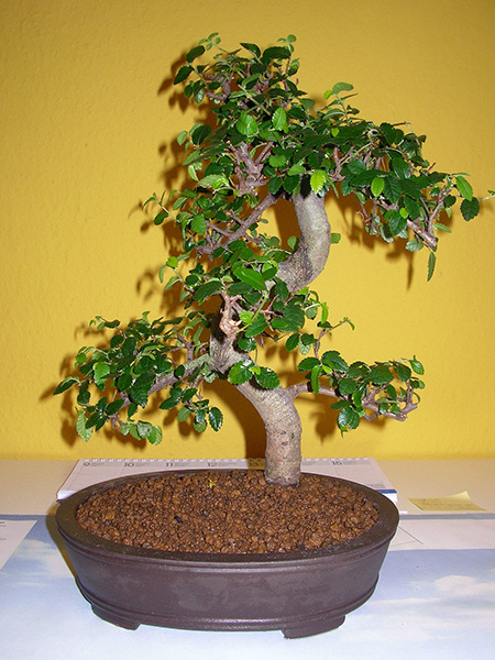 Zelkova serrata umgetopft