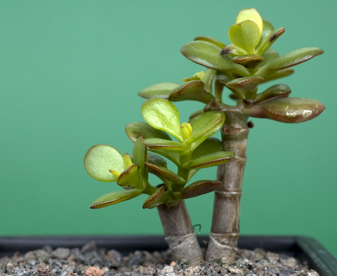 Crassula ovata minor