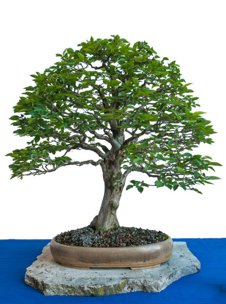 Alte Hainbuche als Bonsai