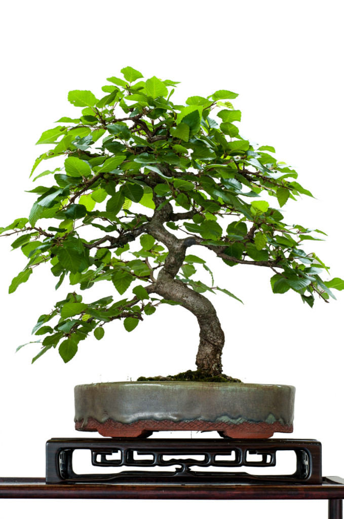Hainbuche (Carpinus betulus) als Bonsai