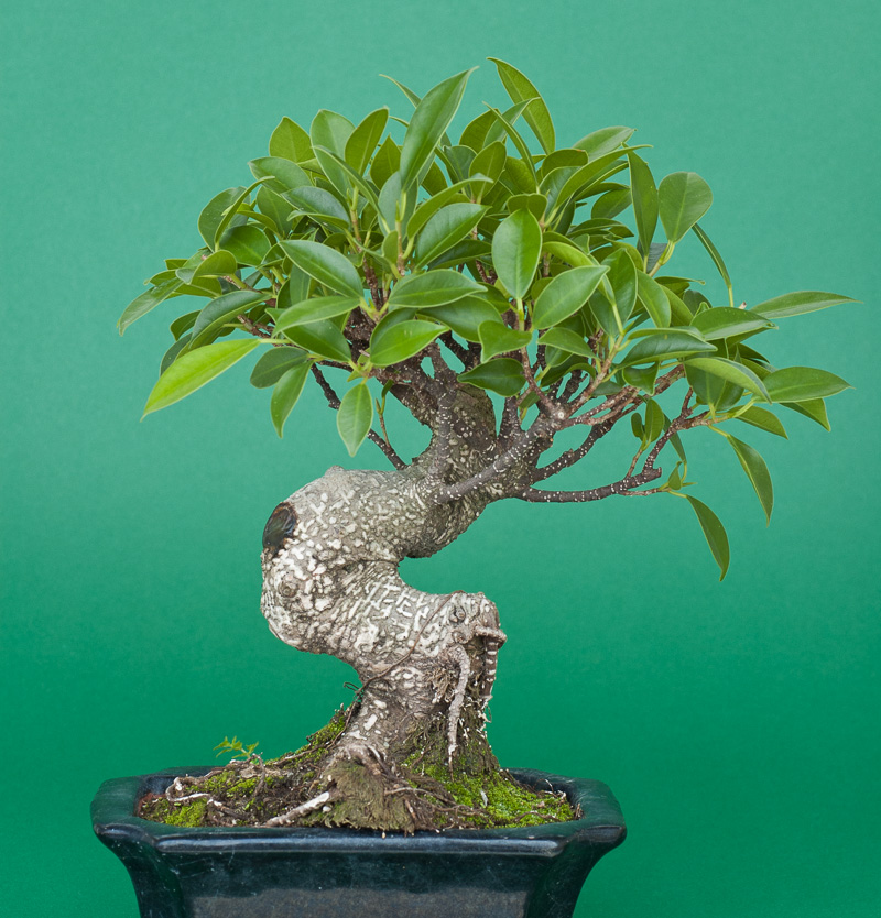 Ficus microcarpa (retusa) Bayanfeige als Bonsai