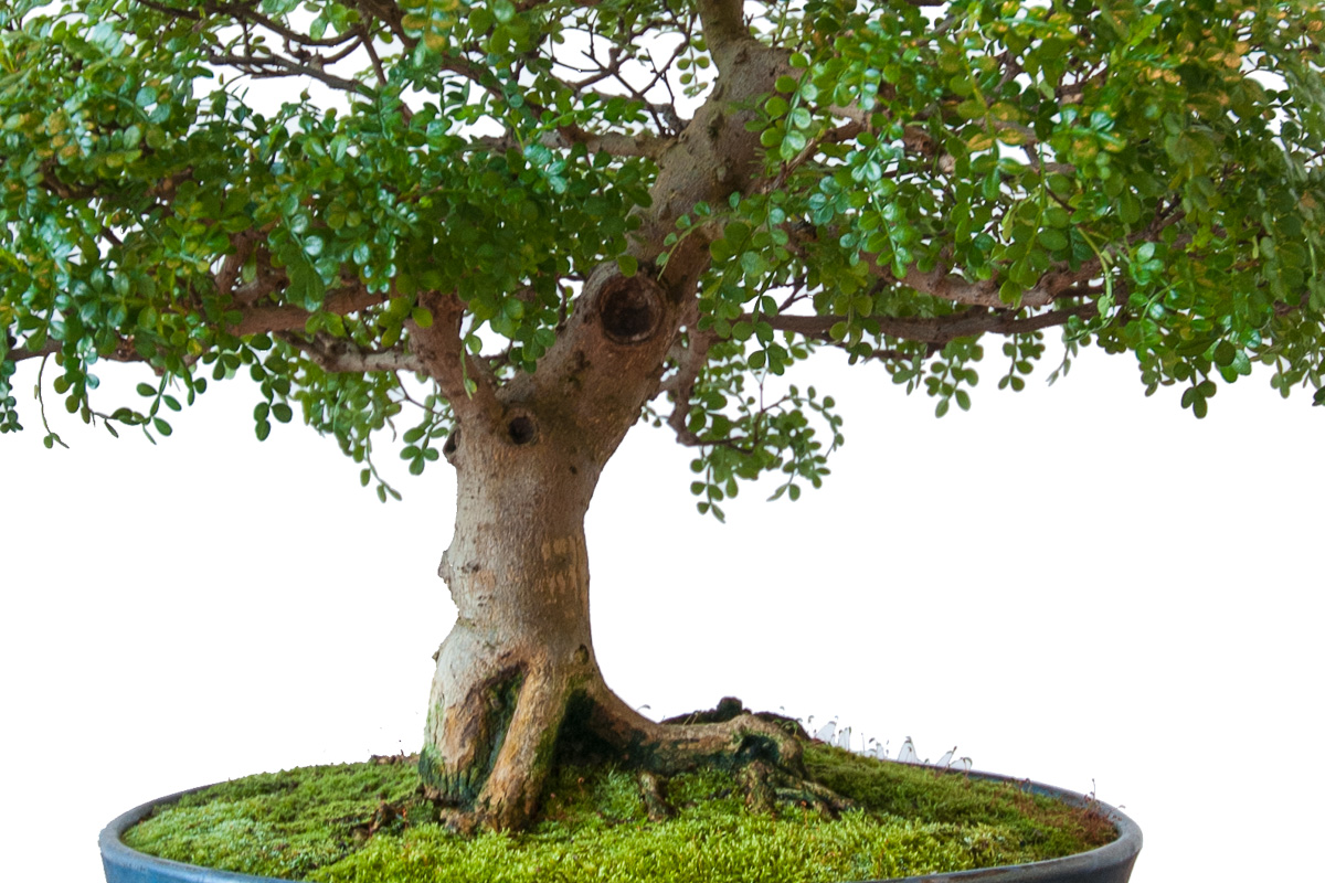 Zanthoxylum piperitum – Szechuan-Pfeffer als Bonsai