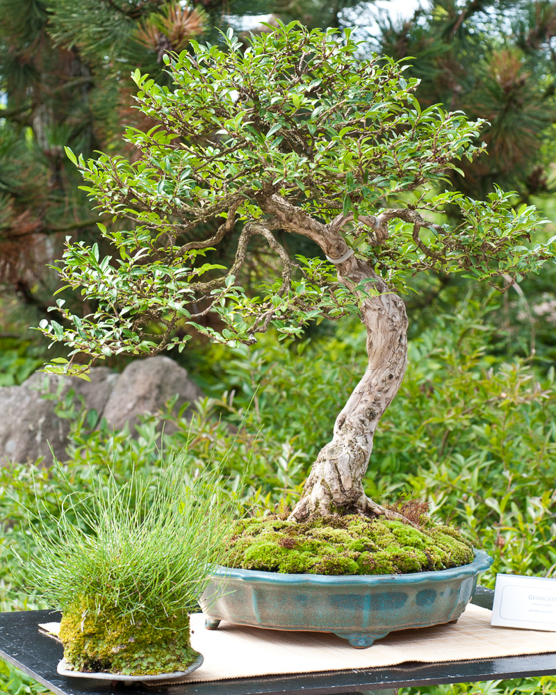 Heckenkirsche oder Geißblatt (Lonicera nitida) als Bonsai