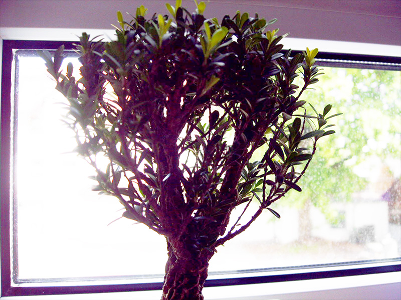 Baumkrone Buxus harlandii Bonsai-Baum