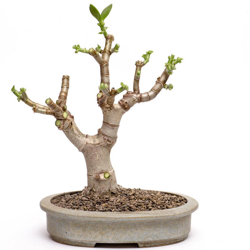 Bonsai Pflege Für Anfänger Friendly Deko Web