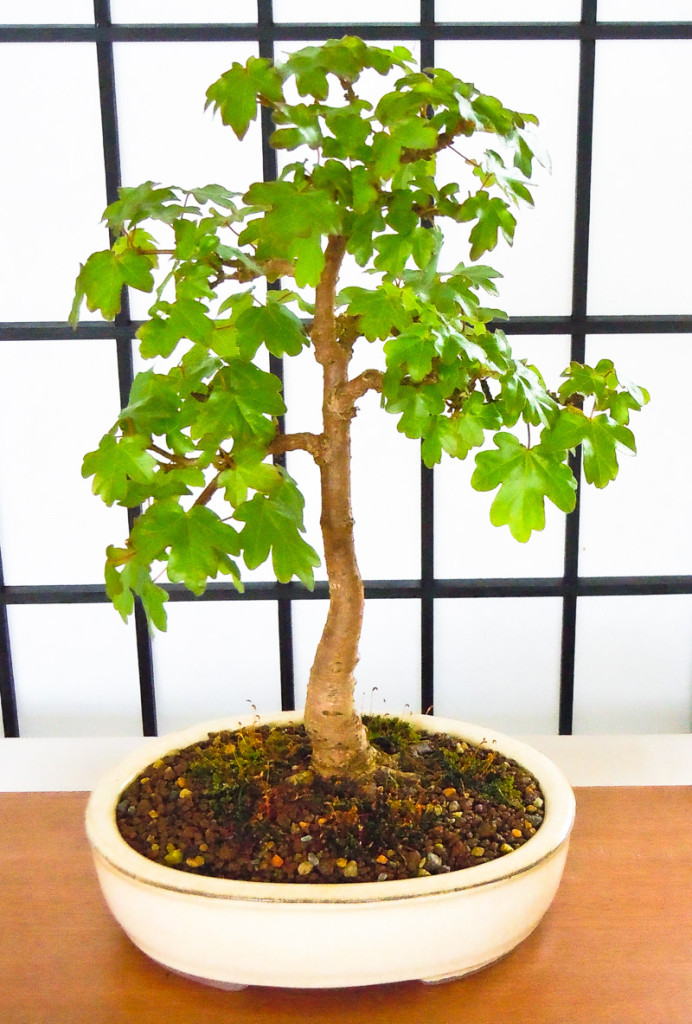 Kleiner Feld-Ahorn (Acer campestre) als Bonsai