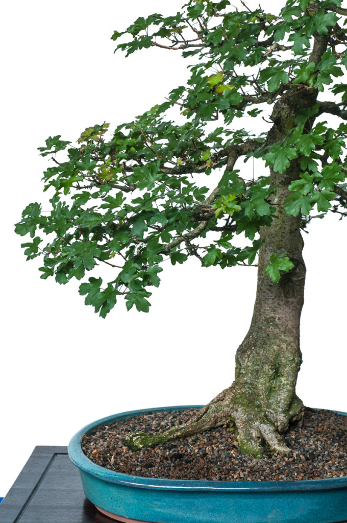 Acer campestre als Bonsai in eine Bonsaischale