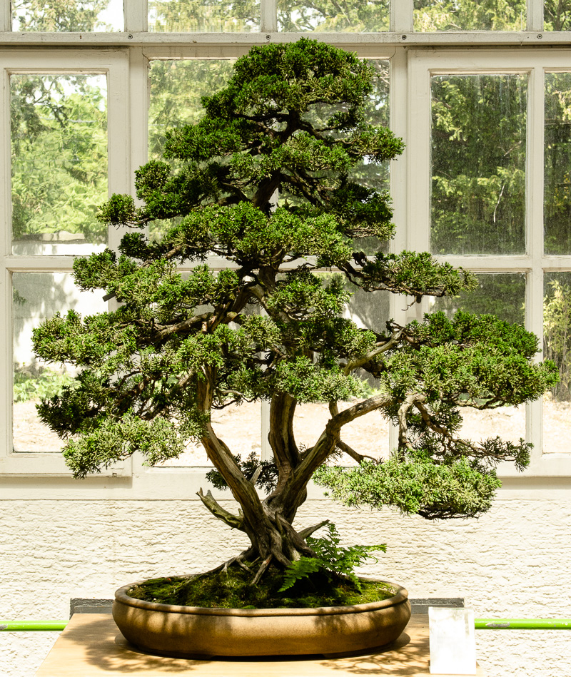 Platz 9 beliebtester OutdoorBonsai Chinesischer