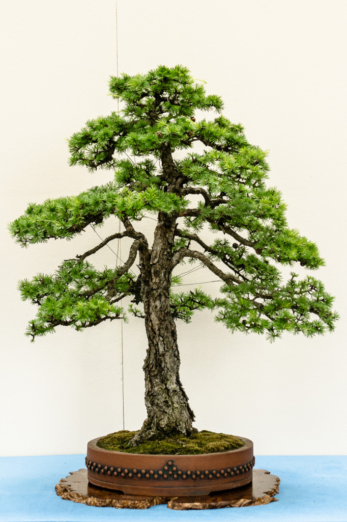 Europäische Lärche - Larix decidua in München 2014