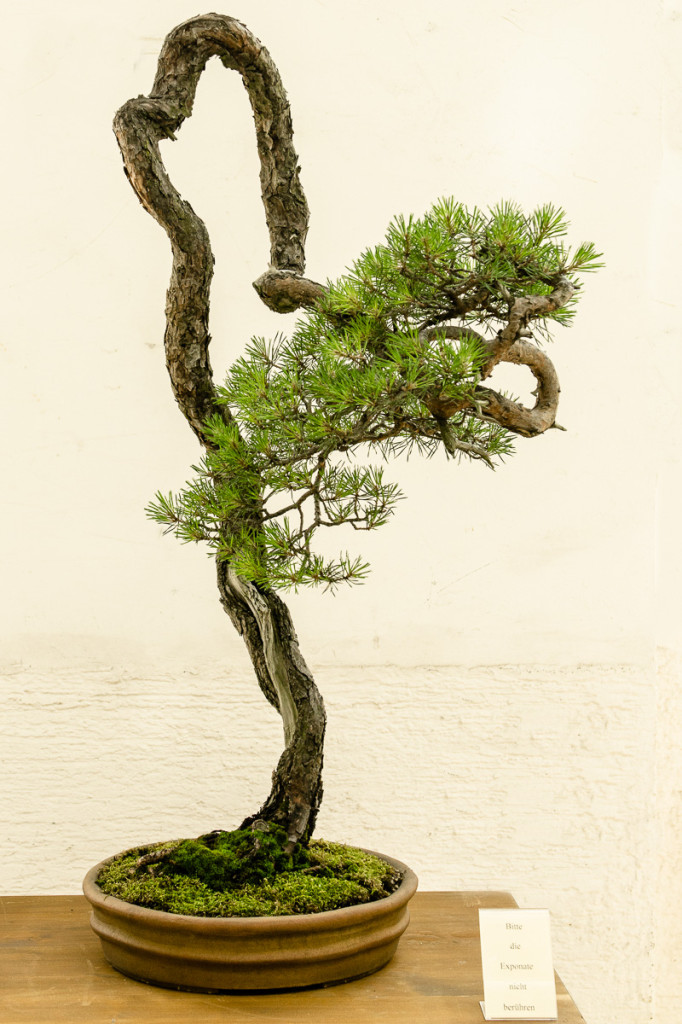 Pinus sylvestri Bonsai Literat von Walter Pall