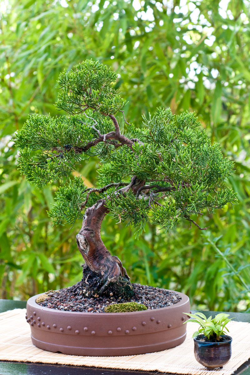Platz 9 beliebtester OutdoorBonsai Chinesischer