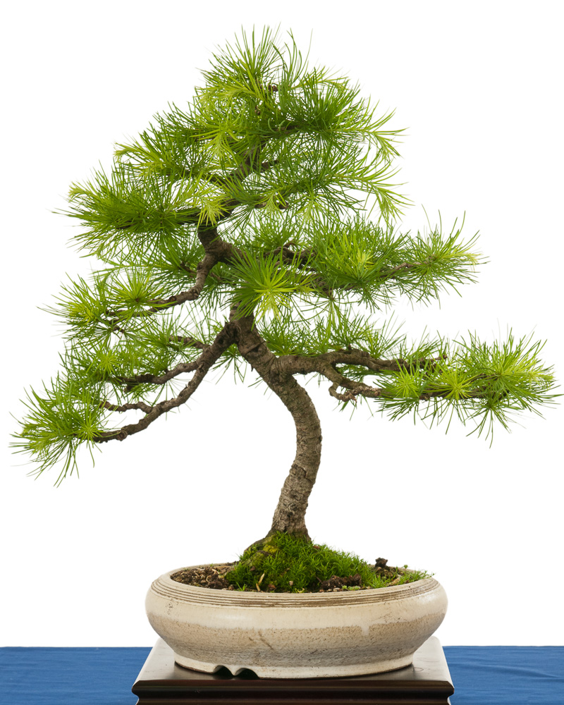 Platz 1 beliebtester OutdoorBonsai Europäische Lärche