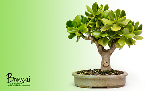 Wallpaper Crassula ovata als Bonsai